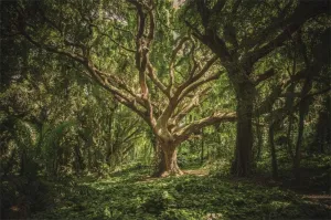 AOFOTO 6x4ft Virgin Forest Expedition Backdrop Antique Trees Natural Branch Scenery Jungle Safari Background Boy Adult Trips Photography Outdoor Spring Photos Portrait Photoshoot Prop Vinyl